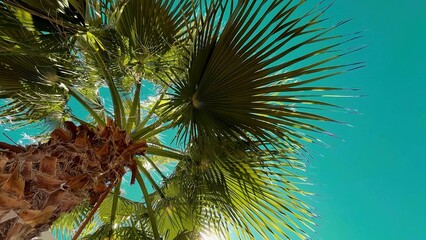 Bright Green Palm Tree With Clear Blue Sky During a Sunny Day in a Tropical Location