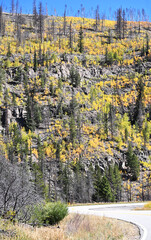 New Growth after Forest Fire