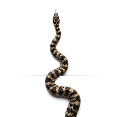 Fototapeta premium Striking viper emerges from shadow with detailed scales and flicking tongue, conveying danger and mystery in a minimalist studio setting.