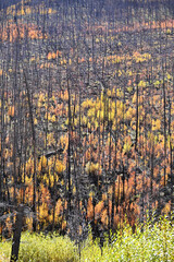 New Growth after Forest Fire
