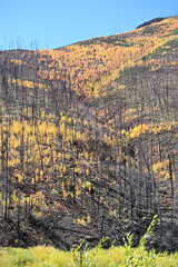New Growth after Forest Fire
