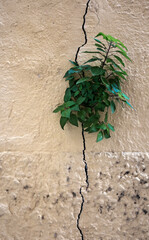 Green plant sprouting from the wall