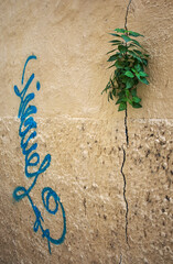 Green plant sprouting from the wall