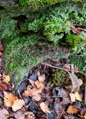 Fallen autumn leaves on the ground with moss and lichen.