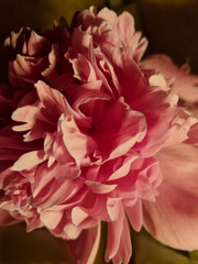 pink peony flower close-up on a background of brown paper. Selective focus