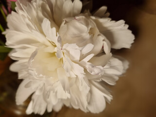 Obraz premium White peony flower close-up on a background of brown paper. Selective focus.