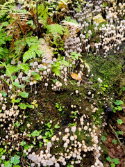 coprinellus disseminatus, many little mushrooms growing on a mossy stump in the forest. Selective focus.