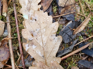 Fallen oak leaves on the ground in the forest. Autumn background.