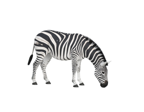 zebra grazing on grass wild african animal black and white stripes wildlife nature mammal isolated on white background