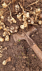 Harvesting of Jerusalem artichoke in the vegetable garden.