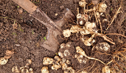 Harvesting of Jerusalem artichoke in the vegetable garden.