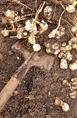 Harvesting of Jerusalem artichoke in the vegetable garden.
