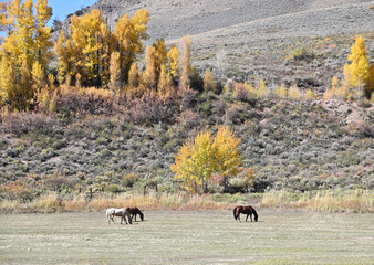 Horses and Fall Colors