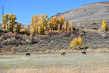 Horses and Fall Colors