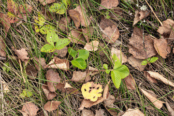 Wild strawberry plant with green trifoliate leaves emerging through autumn leaf litter