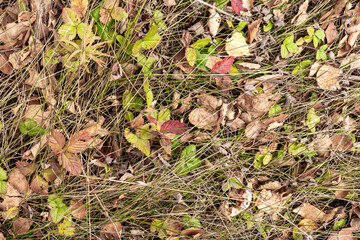 Persistent strawberry foliage indicates healthy soil and ecosystem for spring regeneration