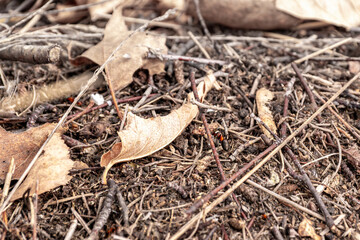 Active ant indicates healthy decomposition and soil aeration processes