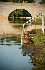 Bridge over river with ducks