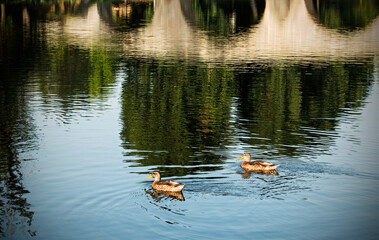 Bridge over river with ducks
