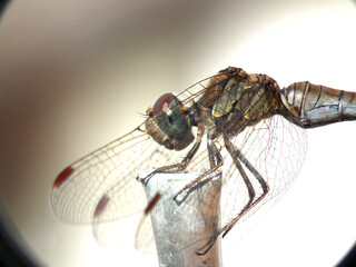 LIbellula