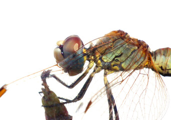 LIbellula