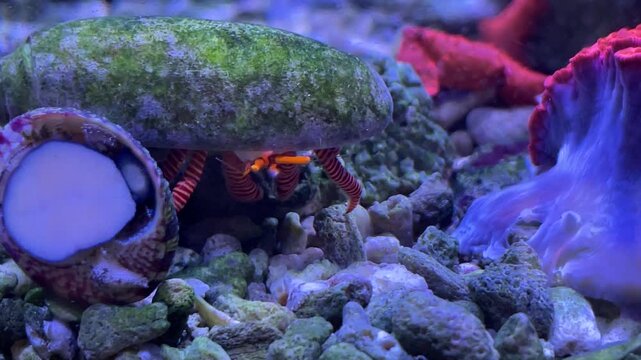 Ein Einsiedlerkrebs im Schneckenhaus im Meerwasseraquarium.