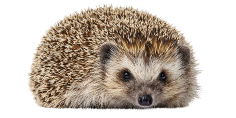 Close up portrait of a european hedgehog facing forward against a black background