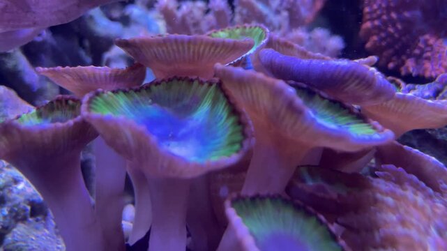 Korallen im Meerwasseraquarium.