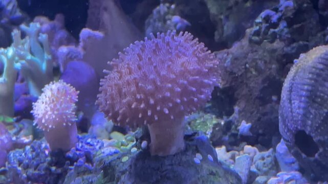 Korallen im Meerwasseraquarium.