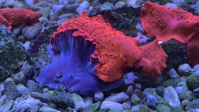 Eine Scheibenanemone im Meerwasseraquarium.
