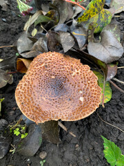 close view of mushroom in the forest, autumn season