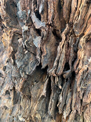 bark of a tree with a texture of bark