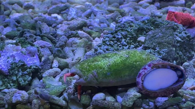 Ein Einsiedlerkrebs im Schneckenhaus im Meerwasseraquarium.