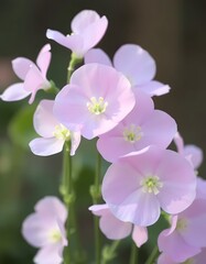 Fototapeta premium Soft Pink Sweet Pea Flowers in Gentle Sunlight