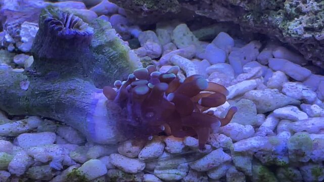 Korallen im Meerwasseraquarium.