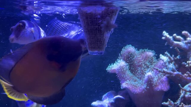 Fische im Meerwasseraquarium beim Fressen am Futterkegel.