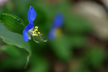 涼やかな青色の花