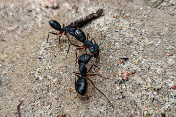 Beautiful macro photo of black ants.