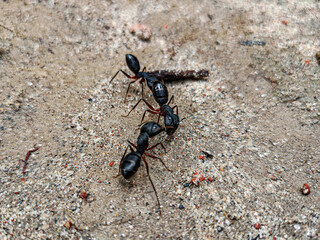 Beautiful macro photo of black ants.