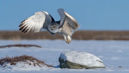 Tundra animals snowy owl perched on icy rock watching frozen arctic plains