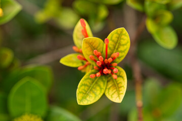 red and yellow flower