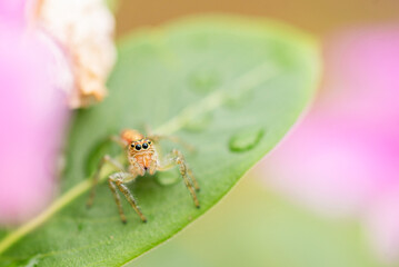 fly on leaf aranha