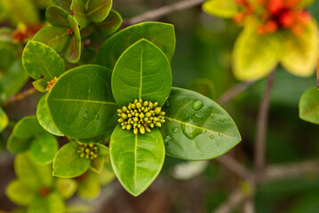 yellow flower on green background