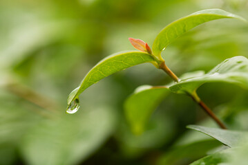 water drop on leaf