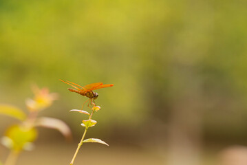 dragonfly on a yellow flower