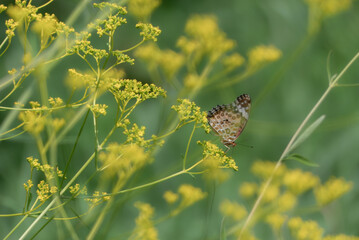 オミナエシにツマグロヒョウモン