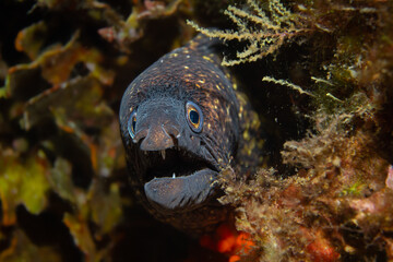 Muraena helena (Mediterranean Moray / Mittelmeer-Muräne) with Open Jaw and Spotted Skin – Underwater Macro Portrait