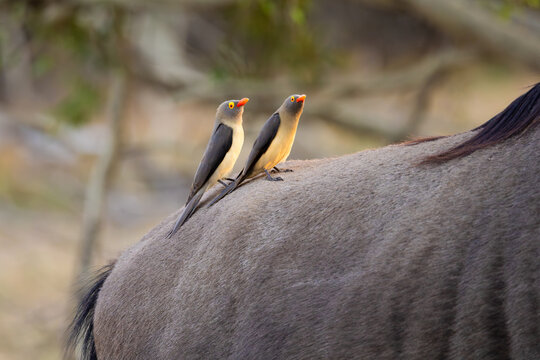 Two red-billed oxpeckers on a blue wildebeest