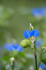 公園に咲く鮮やかな青色のツユクサ