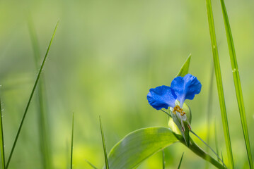 公園に咲く鮮やかな青色のツユクサ